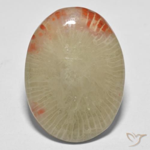 13.10ct 天然 マルチカラー サンゴ, 楕円形, 半透明