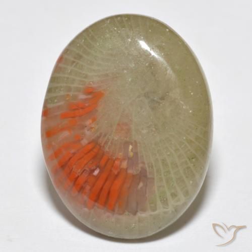 10.77ct 天然 マルチカラー サンゴ, 楕円形, 半透明