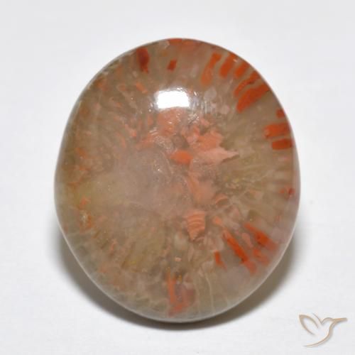 9.15ct 天然 マルチカラー サンゴ, 楕円形, 半透明, Photo A