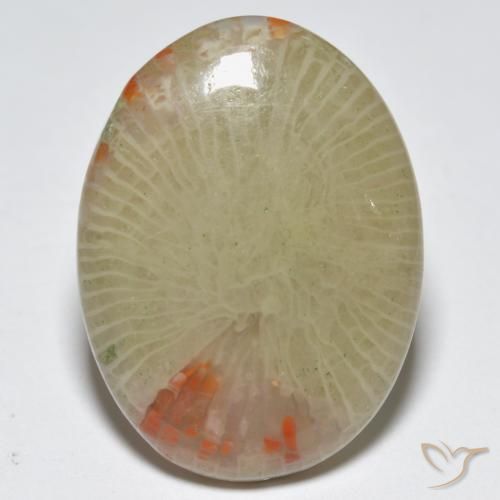 12.56ct 天然 マルチカラー サンゴ, 楕円形, 半透明, Photo A