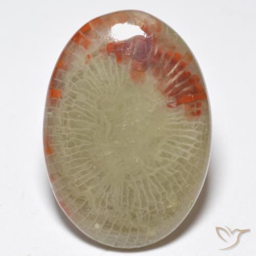 10.32ct 天然 マルチカラー サンゴ, 楕円形, 半透明