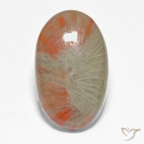 5.68ct 天然 マルチカラー サンゴ, 楕円形, 半透明