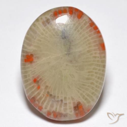 14.86ct 天然 マルチカラー サンゴ, 楕円形, 半透明