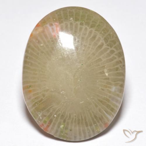 13.91ct 天然 マルチカラー サンゴ, 楕円形, 半透明