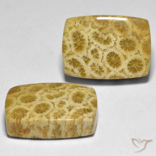 Shop natural 30.59ct マルチカラー サンゴ gems, クッション, from インドネシア at GemSelect. In stock, global shipping!