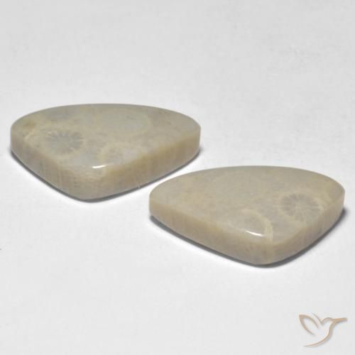 Shop natural 19.10ct マルチカラー サンゴ gems, ファンシー, from インドネシア at GemSelect. In stock, global shipping!