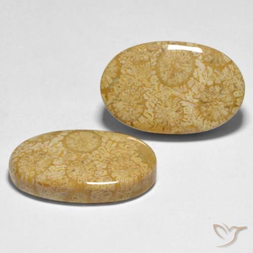 Shop natural 24.74ct マルチカラー サンゴ gems, 楕円形, from インドネシア at GemSelect. In stock, global shipping!
