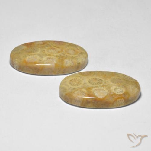 Shop natural 28.98ct マルチカラー サンゴ gems, 楕円形, from インドネシア at GemSelect. In stock, global shipping!