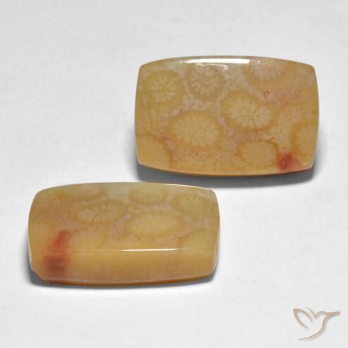 Shop natural 23.35ct マルチカラー サンゴ gems, クッション, from インドネシア at GemSelect. In stock, global shipping!