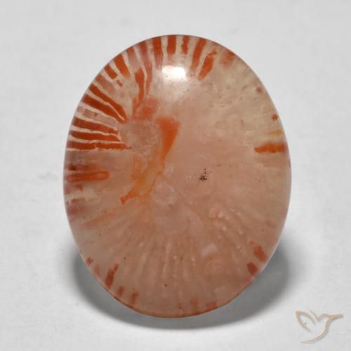 9.94ct 天然 マルチカラー サンゴ, 楕円形, 半透明