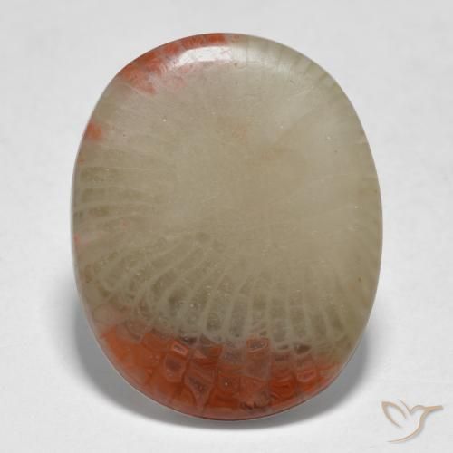 5.98ct 天然 マルチカラー サンゴ, 楕円形, 半透明