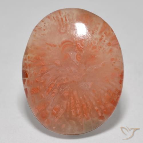 12.52ct 天然 マルチカラー サンゴ, 楕円形, 半透明