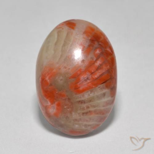 6.07ct 天然 マルチカラー サンゴ, 楕円形, 半透明
