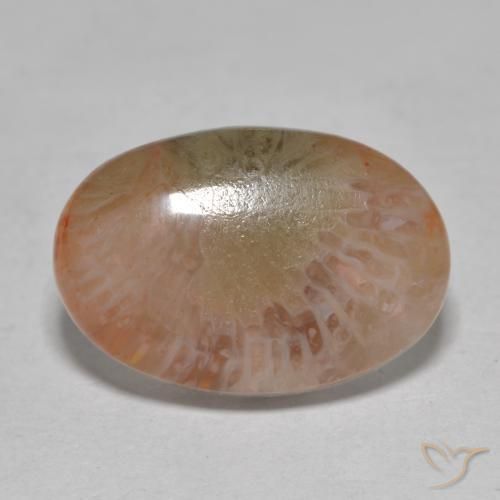 7.25ct 天然 マルチカラー サンゴ, 楕円形, 半透明