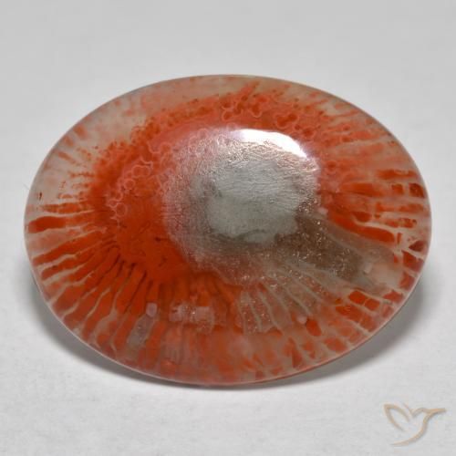 8.54カラットの天然マルチカラーサンゴ（18.9×14.4 mm・オーバルカット）