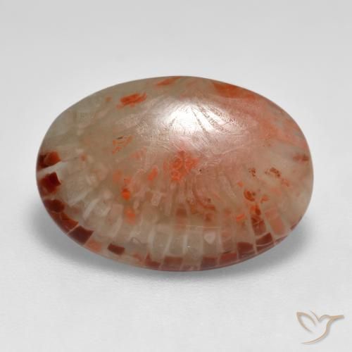6.24ct 天然 マルチカラー サンゴ, 楕円形, 半透明