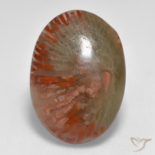 8.55ct 天然 マルチカラー サンゴ, 楕円形, 半透明