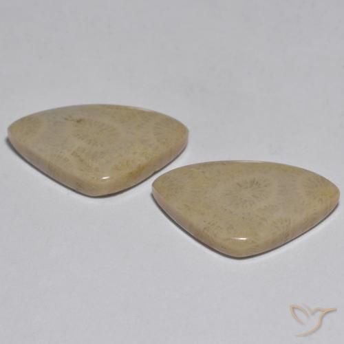 Shop natural 17.33ct マルチカラー サンゴ gems, ファンシー, from インドネシア at GemSelect. In stock, global shipping!