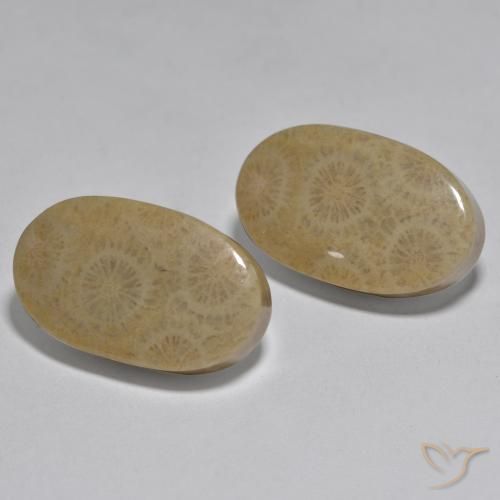 Shop natural 26.78ct マルチカラー サンゴ gems, 楕円形, from インドネシア at GemSelect. In stock, global shipping!