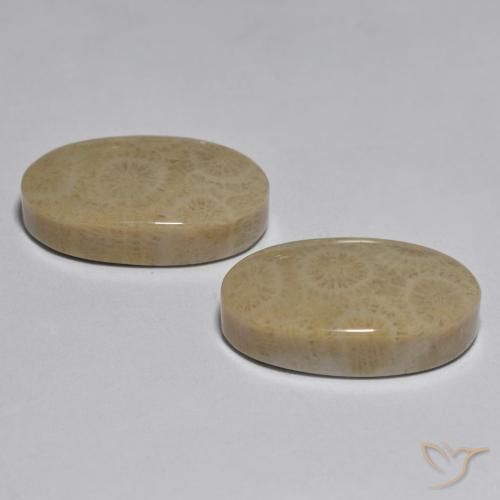 Shop natural 26.78ct マルチカラー サンゴ gems, 楕円形, from インドネシア at GemSelect. In stock, global shipping!