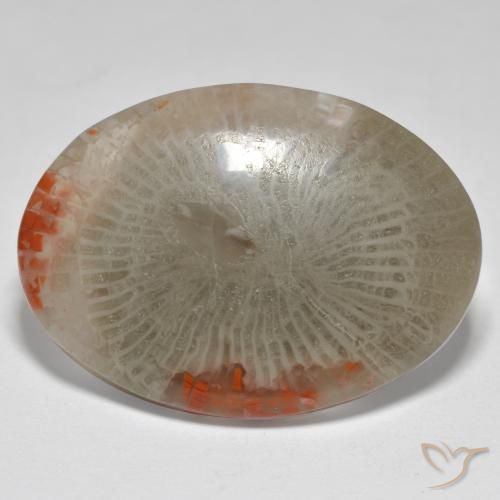 17.43ct 天然 マルチカラー サンゴ, 楕円形, オペーク
