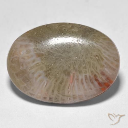 12.89ct 天然 マルチカラー サンゴ, 楕円形, 半透明