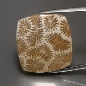 24.22カラットの天然マルチカラー化石サンゴ、四角形、オペーク