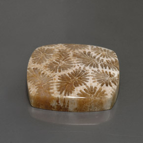 24.22カラットの天然マルチカラー化石サンゴ、四角形、オペーク