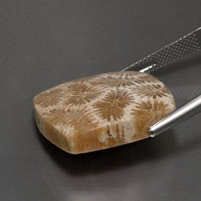 24.22カラットの天然マルチカラー化石サンゴ、四角形、オペーク