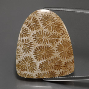 25.71カラットの天然マルチカラー化石サンゴ、ファンシーシェイプ、オペーク