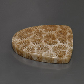 25.71カラットの天然マルチカラー化石サンゴ、ファンシーシェイプ、オペーク