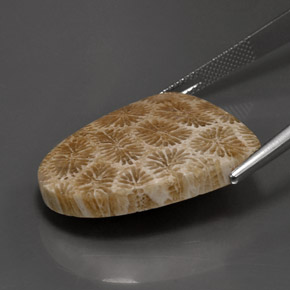 25.71カラットの天然マルチカラー化石サンゴ、ファンシーシェイプ、オペーク