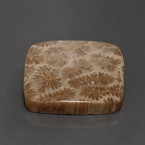 28.62カラットの天然マルチカラー化石サンゴ、四角形、オペーク