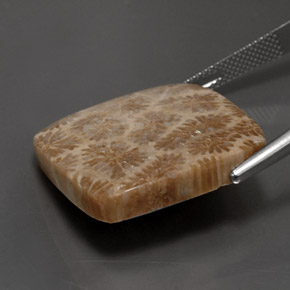 28.62カラットの天然マルチカラー化石サンゴ、四角形、オペーク