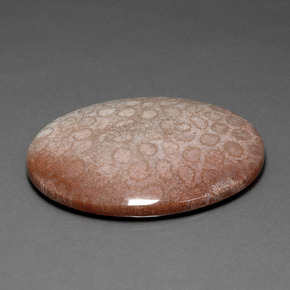 91.59カラットの天然マルチカラー化石サンゴ、オーバルカット、オペーク