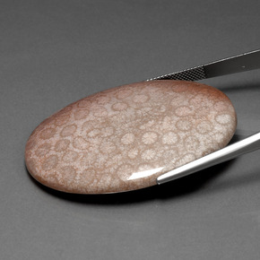 91.59カラットの天然マルチカラー化石サンゴ、オーバルカット、オペーク