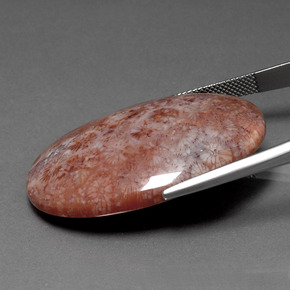 51.88カラットの天然マルチカラー化石サンゴ、オーバルカット、オペーク