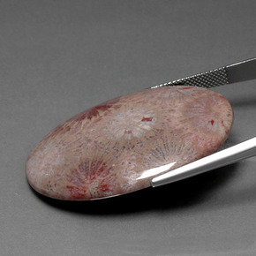 47.83カラットの天然マルチカラー化石サンゴ、オーバルカット、オペーク