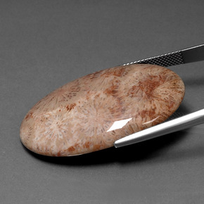 46.53カラットの天然マルチカラー化石サンゴ、オーバルカット、オペーク