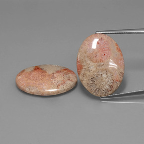 カラットの天然マルチカラー化石サンゴ（24.2×18 mm・オーバルカット）