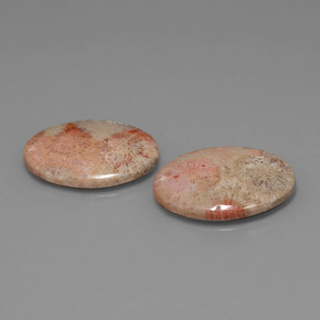 カラットの天然マルチカラー化石サンゴ（24.2×18 mm・オーバルカット）