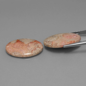 カラットの天然マルチカラー化石サンゴ（24.2×18 mm・オーバルカット）