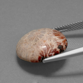 9.59カラットの天然マルチカラー化石サンゴ、ラウンドカット、オペーク