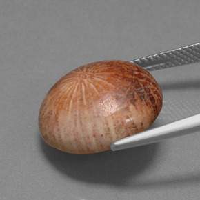 10.56カラットの天然マルチカラー化石サンゴ、ラウンドカット、オペーク