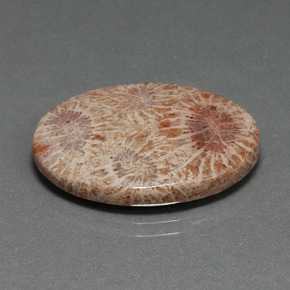 15.93カラットの天然マルチカラー化石サンゴ（25.2×18.7 mm・オーバルカット）
