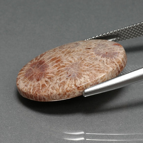15.93カラットの天然マルチカラー化石サンゴ（25.2×18.7 mm・オーバルカット）