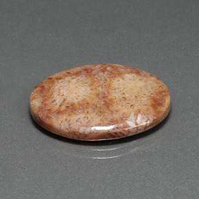 14.77カラットの天然マルチカラー化石サンゴ（24.7×18.6 mm・オーバルカット）