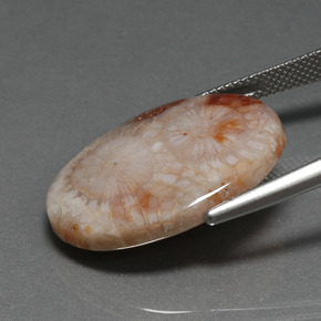 16.17カラットの天然マルチカラー化石サンゴ、オーバルカット、オペーク