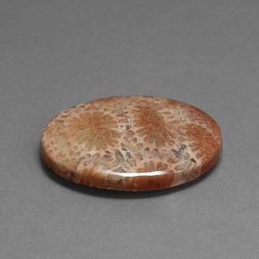 16.75カラットの天然マルチカラー化石サンゴ、オーバルカット、オペーク