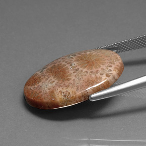 16.75カラットの天然マルチカラー化石サンゴ、オーバルカット、オペーク